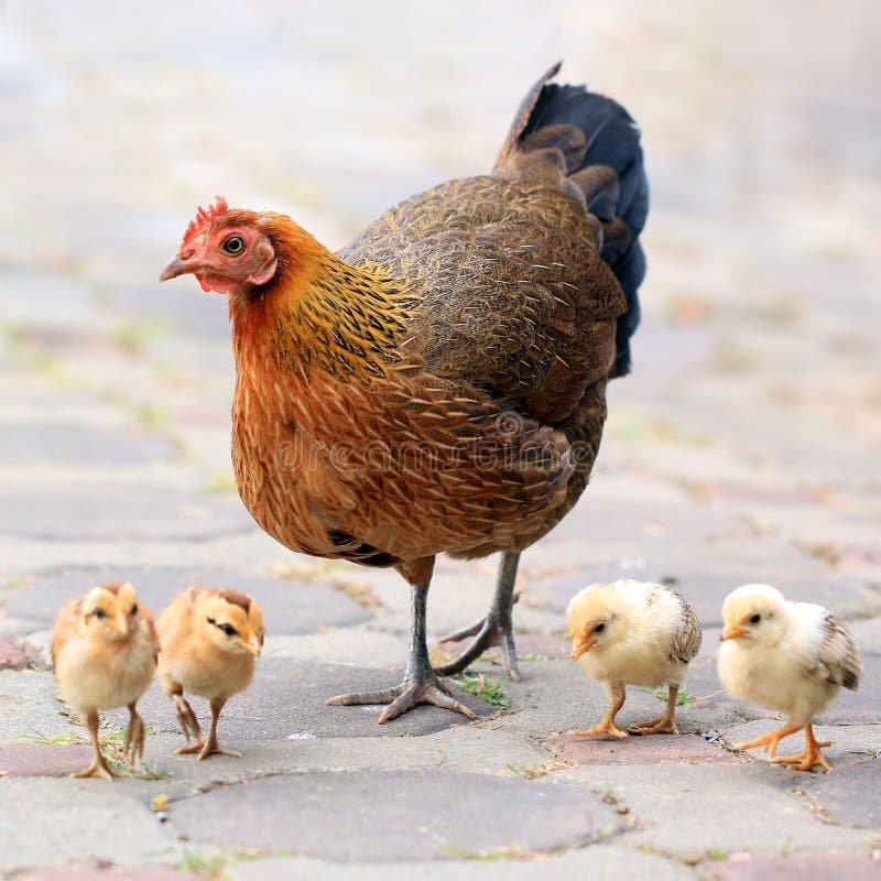 bán gà đá chợ tốt cần thơ,Bán Gà Đá Chợ Tốt Cần Thơ: Cơ Hội Kinh Doanh và Đặc Điểm Nổi Bật bán gà đá chợ tốt cần thơ,Bán Gà Đá Chợ Tốt Cần Thơ: Cơ Hội Kinh Doanh và Đặc Điểm Nổi Bật