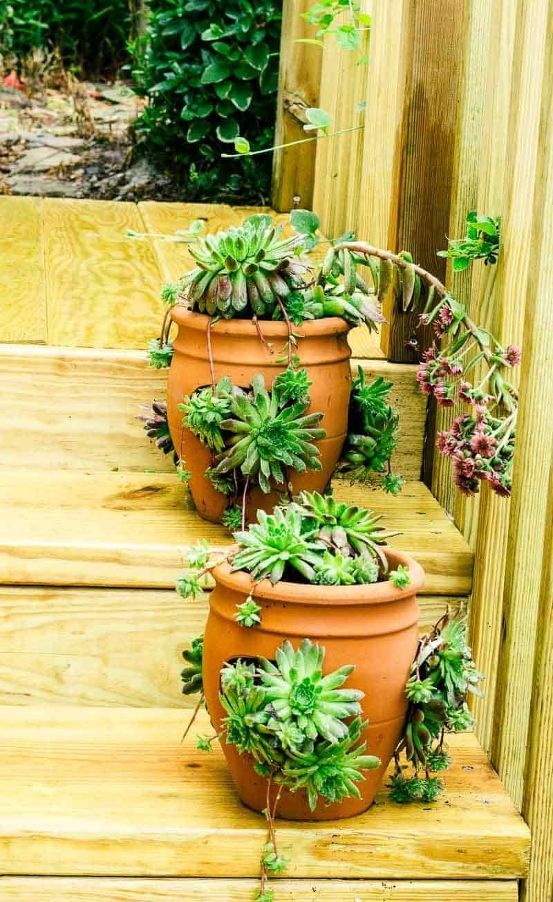 sách xem tướng gà đá cựa sắt sách xem tướng gà đá cựa sắt
