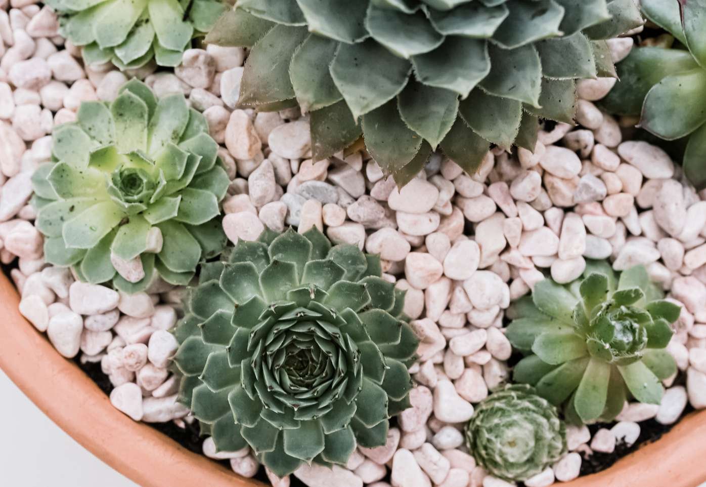 sách bí quyết chọn và nuôi gà đá,Bí Quyết Chọn và Nuôi Gà Đá: Thứ Hai – Tối Ưu Hóa Kỹ Năng và Sức Khỏe sách bí quyết chọn và nuôi gà đá,Bí Quyết Chọn và Nuôi Gà Đá: Thứ Hai – Tối Ưu Hóa Kỹ Năng và Sức Khỏe