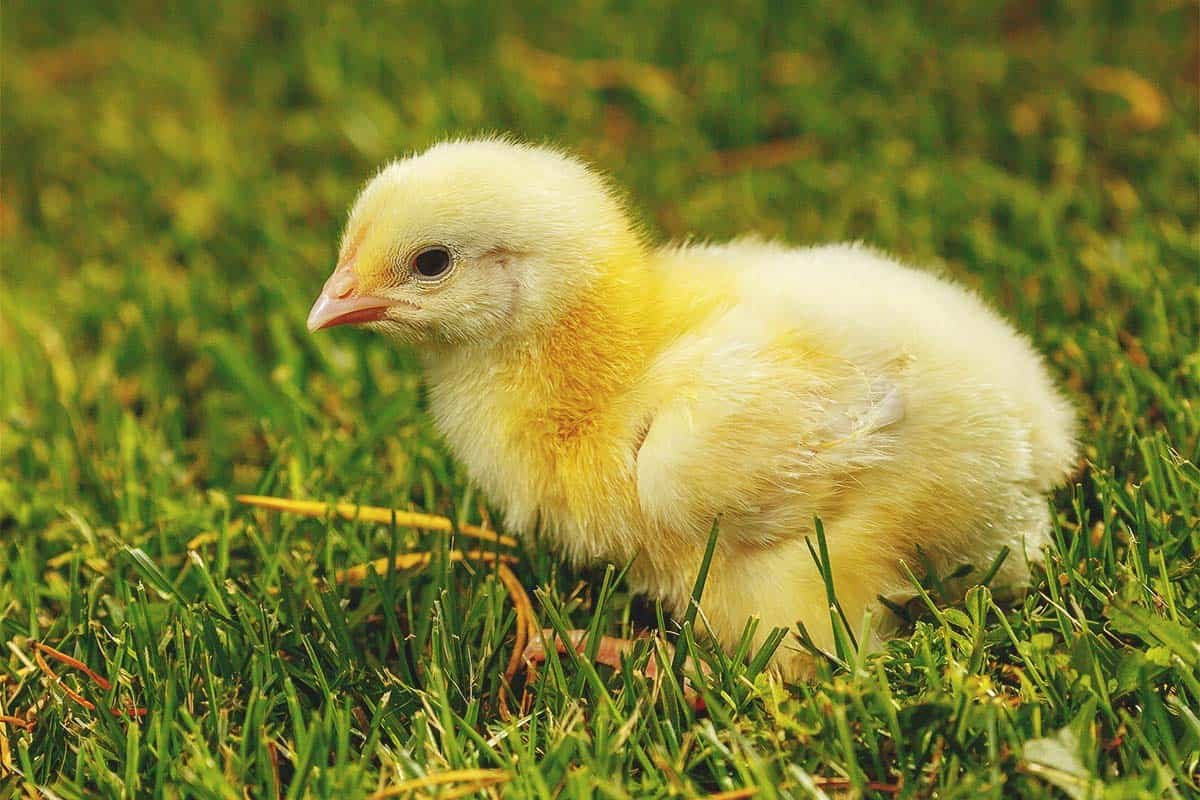 cho gà đá ăn tỏi,Cho Gà Đá Ăn Tỏi: Một Đặc Sản Ngon Nổi Tiếng Của Miền Trung cho gà đá ăn tỏi,Cho Gà Đá Ăn Tỏi: Một Đặc Sản Ngon Nổi Tiếng Của Miền Trung
