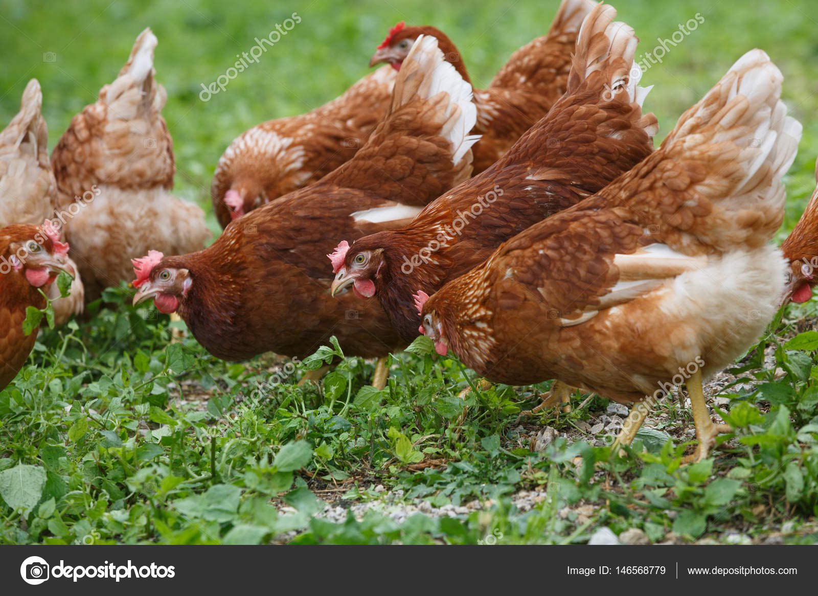 đá gà thomo ngày 29 tháng 11 đá gà thomo ngày 29 tháng 11