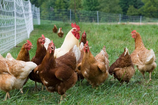 đá gà khmer trực tiếp,Đá Gà Khmer Trực Tiếp: Cẩm Nang Chi Tiết Độ C Giới Thiệu Các Địa Điểm Đá Gà Phổ Biến Nhất đá gà khmer trực tiếp,Đá Gà Khmer Trực Tiếp: Cẩm Nang Chi Tiết Độ C Giới Thiệu Các Địa Điểm Đá Gà Phổ Biến Nhất