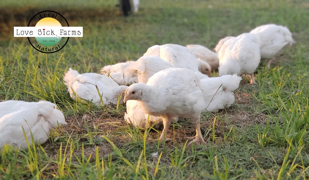 xem vảy gà đá xấu,Giải Mã Các Ký Hiệu G, S, X, Y Trên Đường Đình Chỉ: Những Điều Bạn Cần Biết xem vảy gà đá xấu,Giải Mã Các Ký Hiệu G, S, X, Y Trên Đường Đình Chỉ: Những Điều Bạn Cần Biết