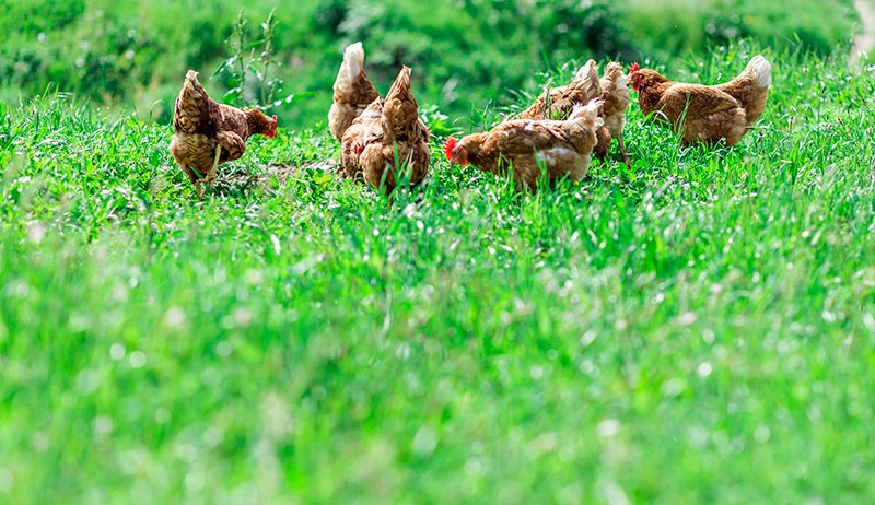 cách trồng cựa gà đá,Cách Trồng Cựa Gà Đá: Hướng Dẫn Chi Tiết Độ C cách trồng cựa gà đá,Cách Trồng Cựa Gà Đá: Hướng Dẫn Chi Tiết Độ C