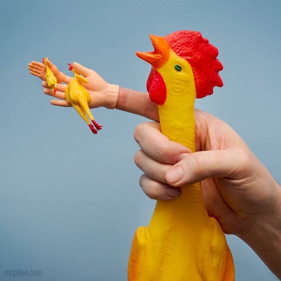 làm giàu từ nuôi gà đá cựa sắt,Làm giàu từ nuôi gà đá cựa sắt: Cơ hội và thách thức làm giàu từ nuôi gà đá cựa sắt,Làm giàu từ nuôi gà đá cựa sắt: Cơ hội và thách thức