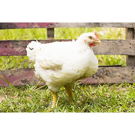 đá gà lông 3kg,Đá Gà Lông 3kg: Đặc Điểm, Ưu Điểm và Ứng Dụng đá gà lông 3kg,Đá Gà Lông 3kg: Đặc Điểm, Ưu Điểm và Ứng Dụng