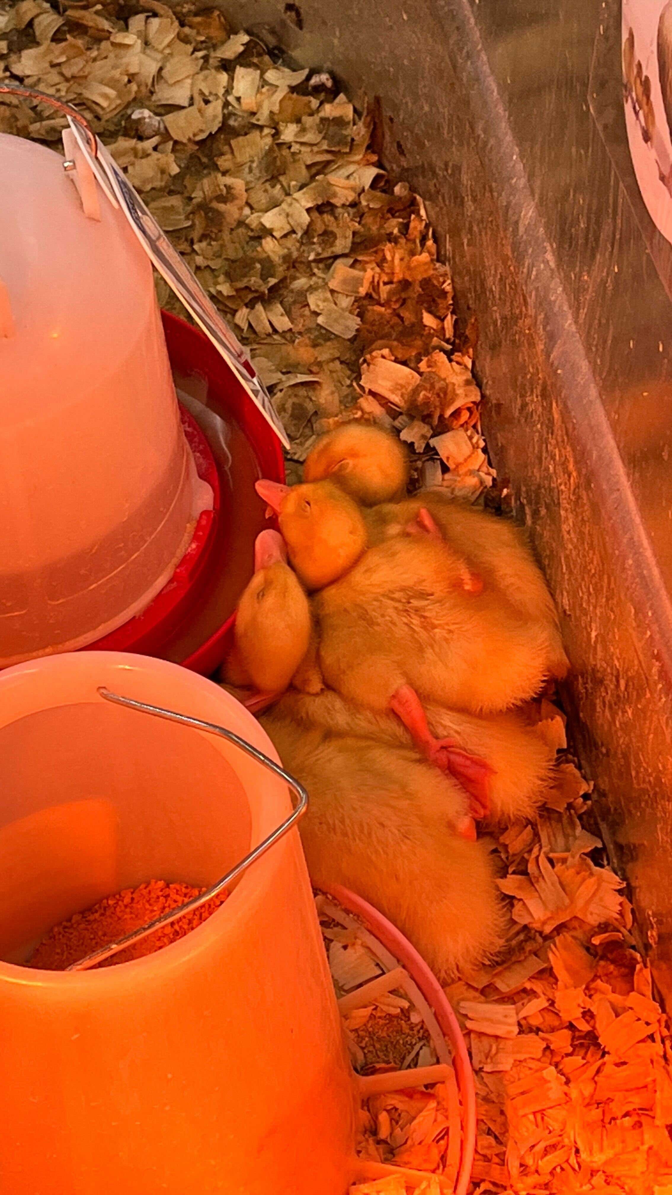 gà đá hầm sả đu đủ,Giới thiệu chi tiết về món gà đá hầm sả đu đủ gà đá hầm sả đu đủ,Giới thiệu chi tiết về món gà đá hầm sả đu đủ