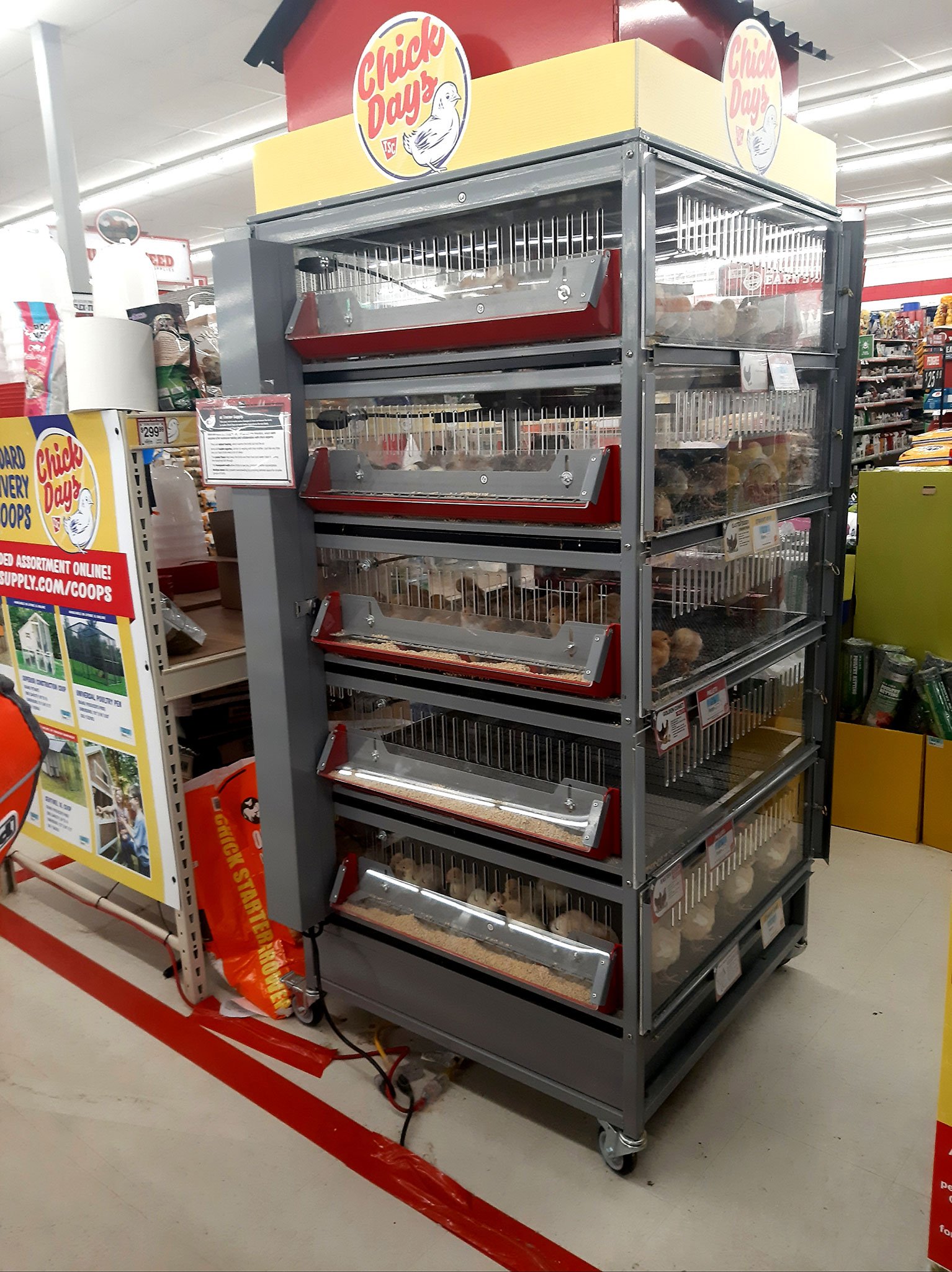 bán gà đá chợ lách bến tre bán gà đá chợ lách bến tre