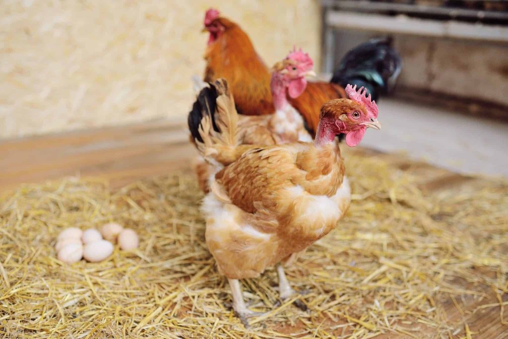 Lịch thi đấu gà hôm nay: Điều bạn cần biết để không bỏ lỡ trận đấu hấp dẫn