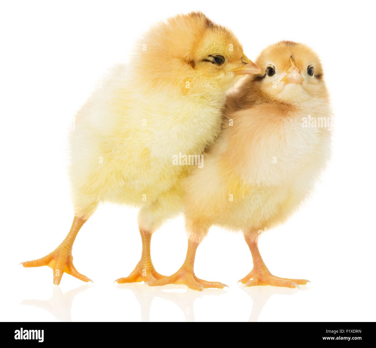 mua cầu đá lông gà ở hà nội,Mua cầu đá lông gà ở Hà Nội: Điểm đến không thể bỏ qua mua cầu đá lông gà ở hà nội,Mua cầu đá lông gà ở Hà Nội: Điểm đến không thể bỏ qua