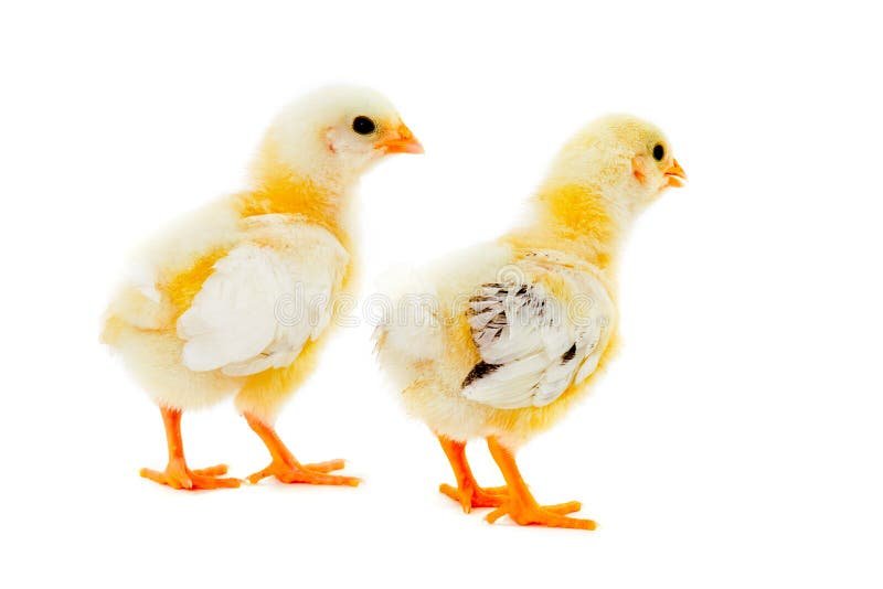 cách chữa gà chội bị đá vào chuồng,Cách chữa gà chọi bị đá vào chuồng cách chữa gà chội bị đá vào chuồng,Cách chữa gà chọi bị đá vào chuồng