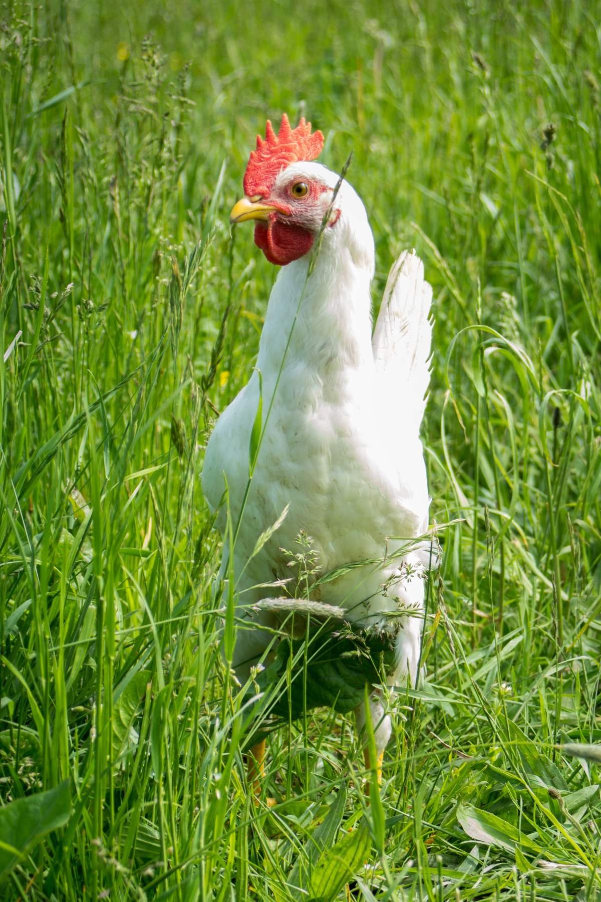 gà đá độ gà đá độ