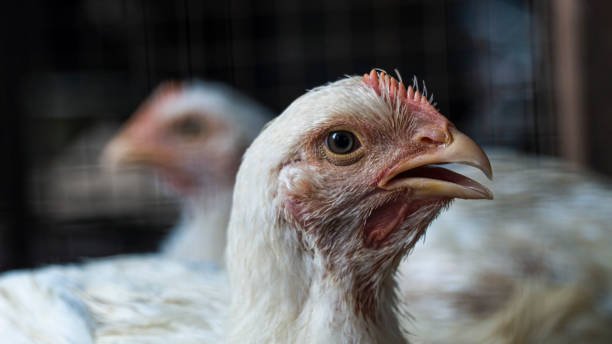 cách nuôi gà đá thua trâ n,Cách Nuôi Gà Đá Thua Trận: Bí Quyết Thành Công Trong Cuộc Đấu Gà cách nuôi gà đá thua trâ n,Cách Nuôi Gà Đá Thua Trận: Bí Quyết Thành Công Trong Cuộc Đấu Gà