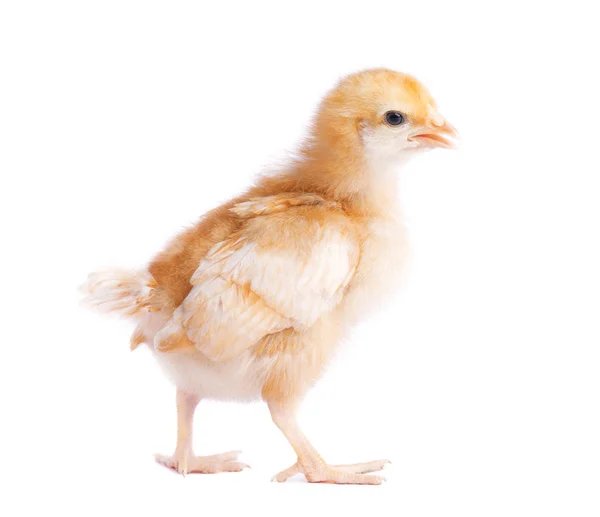 cách xem gà đá,Cách Xem Gà Đá: Thứ Hai Cho Người Mới Bắt Đầu cách xem gà đá,Cách Xem Gà Đá: Thứ Hai Cho Người Mới Bắt Đầu