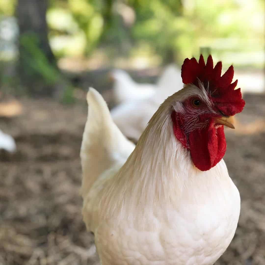 đá gà bị bắt xe
