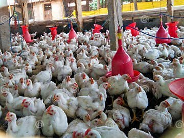đá gà thomo tốc độ cao,Đá gà Thomo tốc độ cao: Thứ hai cho tiêu đề bài viết đá gà thomo tốc độ cao,Đá gà Thomo tốc độ cao: Thứ hai cho tiêu đề bài viết