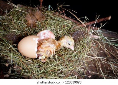 xem đá gà cựa sắt ăn tiền xem đá gà cựa sắt ăn tiền