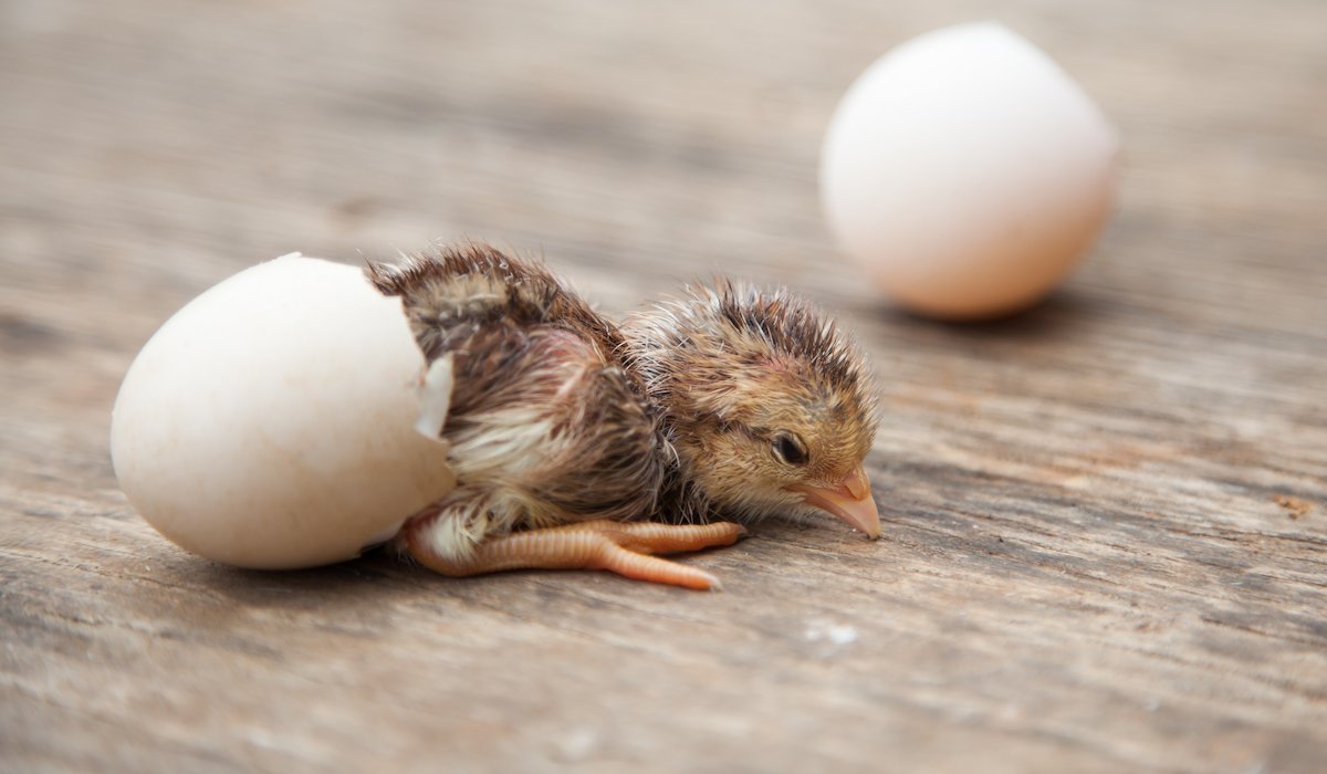 tổng hợp đá gà thomo,Tổng hợp đá gà Thomo Thứ hai: Điểm nhấn và Kinh nghiệm tổng hợp đá gà thomo,Tổng hợp đá gà Thomo Thứ hai: Điểm nhấn và Kinh nghiệm