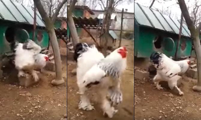 đá gà thomo bình luận viên đá gà thomo bình luận viên