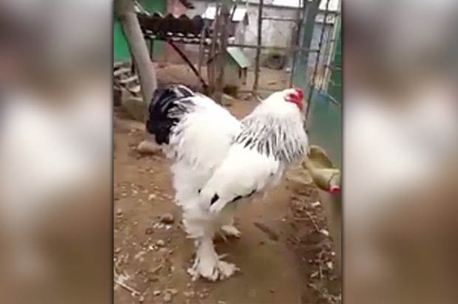 công an bắt 68 người đá gà ở bình chánh công an bắt 68 người đá gà ở bình chánh