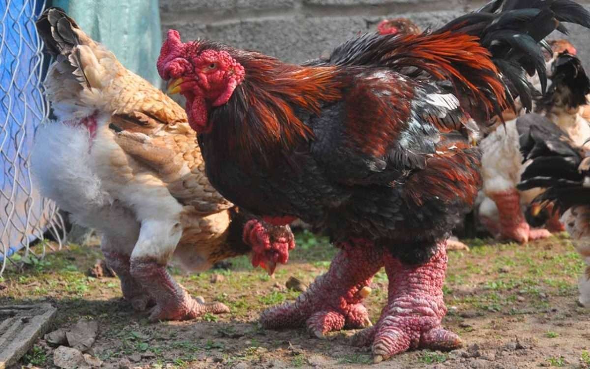 coi đá gà campuchia ngày hôm nay coi đá gà campuchia ngày hôm nay