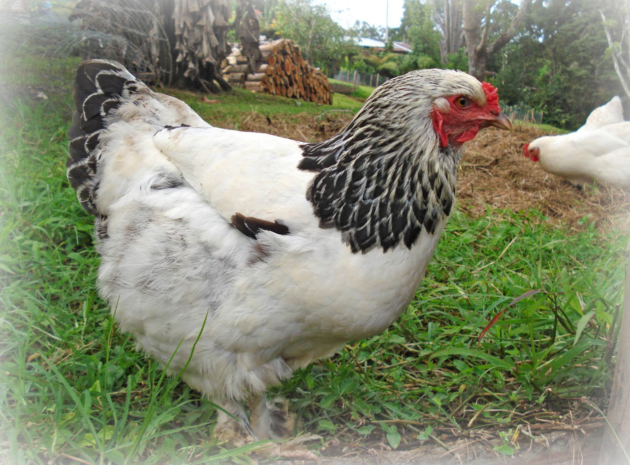 câu lạc bộ gà đá cựa,Câu lạc bộ gà đá cựa: Sự Kết Hợp Độc Đáo của Truyền Thống và Đam Mê câu lạc bộ gà đá cựa,Câu lạc bộ gà đá cựa: Sự Kết Hợp Độc Đáo của Truyền Thống và Đam Mê