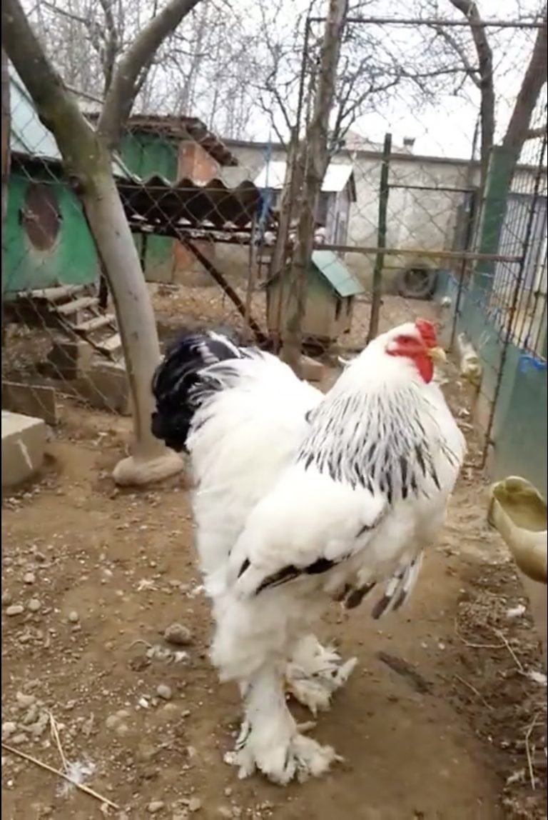 xem vảy gà đá đòn,Khám Phá Bí Ẩn Của Xem Vảy Gà Đá Đòn: Thứ Hai Cho Tiêu Đề Bài Viết xem vảy gà đá đòn,Khám Phá Bí Ẩn Của Xem Vảy Gà Đá Đòn: Thứ Hai Cho Tiêu Đề Bài Viết