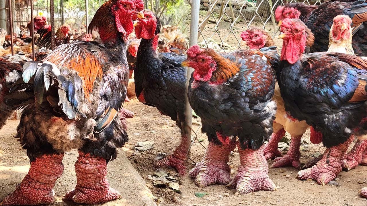 xem đá gà trực tiếp trường 369,Giới Thiệu Đặc Biệt: Xem Đá Gà Trực Tiếp Tại Trường 369 xem đá gà trực tiếp trường 369,Giới Thiệu Đặc Biệt: Xem Đá Gà Trực Tiếp Tại Trường 369