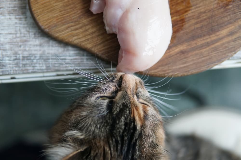 đá gà tre ăn tiền,Giới thiệu đá gà tre ăn tiền,Giới thiệu