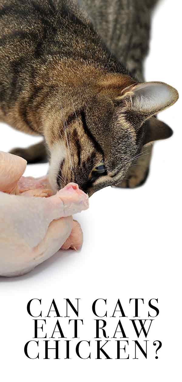 vảy gà đá đẹp,Đặc Điểm Đẹp Của Vảy Gà Đá – Tìm Hiểu Chi Tiết Về Loại Vảy Gà Đá Đẹp Nhất vảy gà đá đẹp,Đặc Điểm Đẹp Của Vảy Gà Đá – Tìm Hiểu Chi Tiết Về Loại Vảy Gà Đá Đẹp Nhất