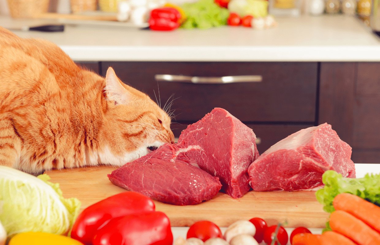 đá gà việt trực tiếp,Đá gà Việt trực tiếp: Sự Kết hợp Độc Đáo của Truyền Thông và Giải Trí đá gà việt trực tiếp,Đá gà Việt trực tiếp: Sự Kết hợp Độc Đáo của Truyền Thông và Giải Trí
