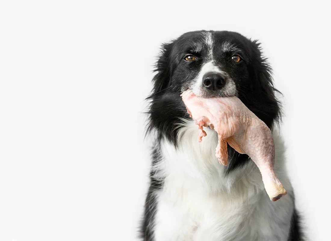 gà lai rừng đá cựa,Giới thiệu chi tiết về bài viết “Gà lai rừng đá cựa” gà lai rừng đá cựa,Giới thiệu chi tiết về bài viết “Gà lai rừng đá cựa”