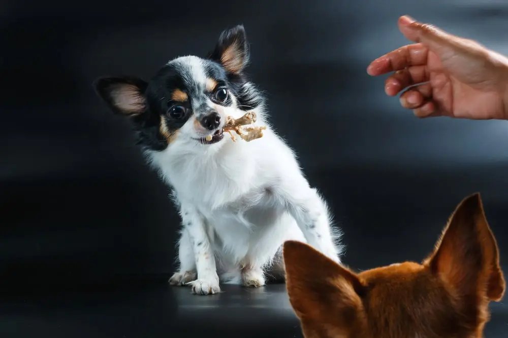 xem ngày đá gà cựa sắt,Ngày Đá Gà Cựa Sắt Thứ Hai: Đặc Điểm Độ C và Giới Thiệu Chi Tiết xem ngày đá gà cựa sắt,Ngày Đá Gà Cựa Sắt Thứ Hai: Đặc Điểm Độ C và Giới Thiệu Chi Tiết